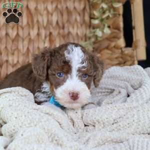 Figo, Mini Bernedoodle Puppy